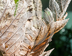 Dry decay brown leaf