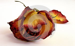 Dry Decaying Rose
