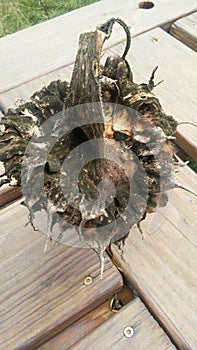 Dry and decaying sunflower