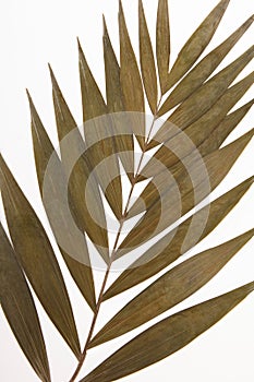 Dry decoration palm tropical leaf on a white