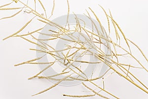 Dry decorative grass isolated on a white background. Great element for a bouquet in floristry. Ornamental plant for attractive