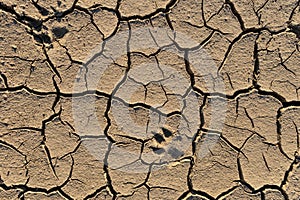 Dry dehydrated earth in cracks with traces of wild animals Close-up