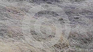 Dry Desert Brush In Heavy Wind Background