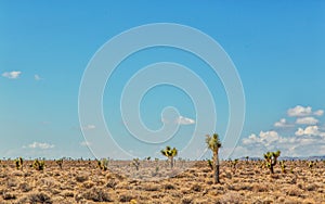 Dry desert and cactus