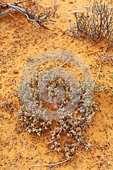 Dry desert land of the Karoo, South Africa.