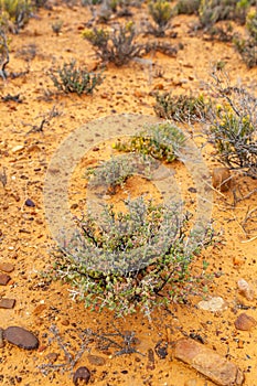 Dry desert land of the Karoo, South Africa.