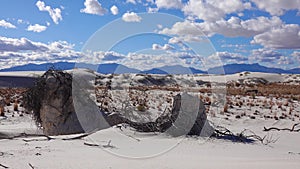 Dry desert plants on white gypsum sands. White Sands National Monument in New Mexico, USA