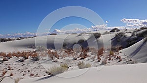 Dry desert plants on white gypsum sands. White Sands National Monument in New Mexico, USA