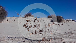 Dry desert plants on white gypsum sands. White Sands National Monument in New Mexico, USA