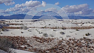 Dry desert plants on white gypsum sands. White Sands National Monument in New Mexico, USA