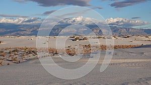 Dry desert plants on white gypsum sands. White Sands National Monument in New Mexico, USA