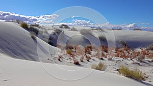 Dry desert plants on white gypsum sands. White Sands National Monument in New Mexico, USA