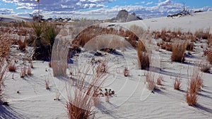 Dry desert plants on white gypsum sands. White Sands National Monument in New Mexico, USA