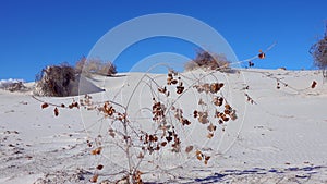 Dry desert plants on white gypsum sands. White Sands National Monument in New Mexico, USA