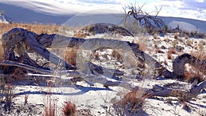 Dry desert plants on white gypsum sands. White Sands National Monument in New Mexico, USA