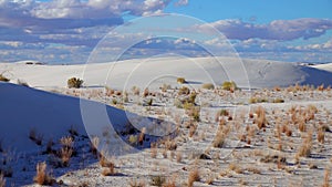 Dry desert plants on white gypsum sands. White Sands National Monument in New Mexico, USA