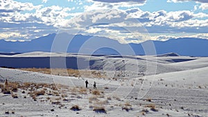 Dry desert plants on white gypsum sands. White Sands National Monument in New Mexico, USA