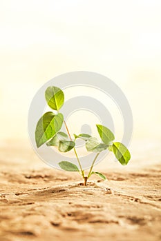 Dry desert soil with green plant seedling sprouting up from the desert. Concept displaying global warming or climate change, hope