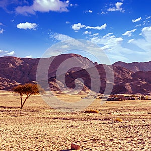 Dry desert tree and beduin village sinai egypt