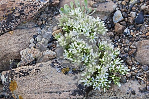 Dry desert wildflower
