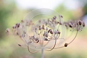 Dry dill plant seeds