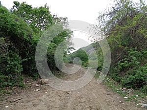 A dry dirt road under, a cloudy blue sky, leading to a forest