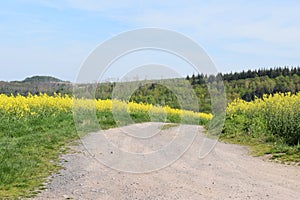 dry dirt road between yellow blooming oilseed fields