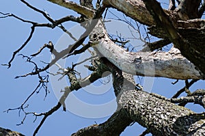 Dry diseased tree branches on blue sky background