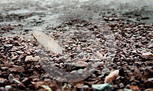 Dry dragonfly wing in the dry sea pebbles.