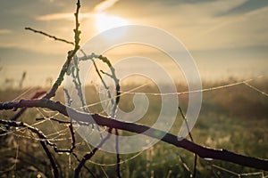 Dry driftwood and cobwebs in dew