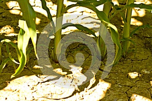 Dry drought stricken farm corn field dirt in Bavaria, Germany