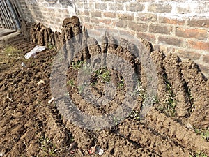 Dry dung cake made of cow-dung