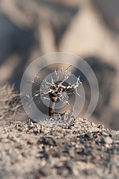 Dry dwarf tree on a rock photo