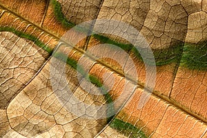 Dry Dying Leaf Texture Close Up