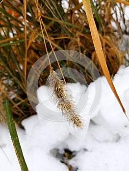 Dry ear covered with frozen ice drops