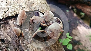 dry Ear fungus grows on dead and wet wood. Maroon jelly ear fungus grows on logs