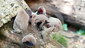 dry Ear fungus grows on dead and wet wood. Maroon jelly ear fungus grows on logs down
