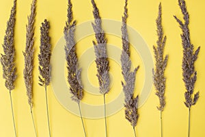 dry ears of corn on a yellow background.