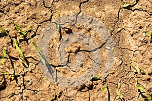 Dry earth