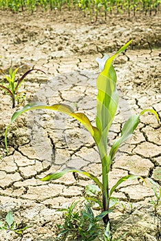 Dry earth with corn plants