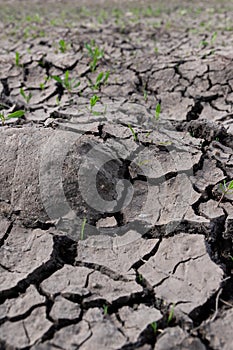 La tierra suelo. países pequeno verde la clave. textura. seco agrietado textura a 