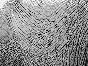 Dry elephant skin texture