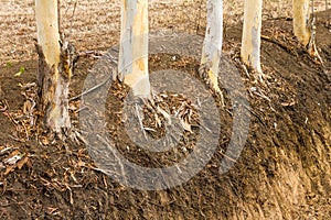 Dry eucalyptus tree roots.