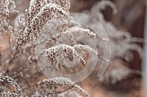 Dry faded flowers of goldenrod or solidago in winter garden. photo