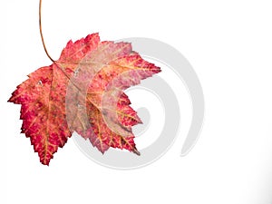 Dry Fall Maple leaf isolated on white