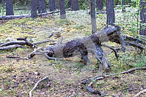 Dry fallen dried dead tree snag on the moss on coniferous forest background