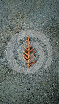 Dry fallen leaf on cemented surfac