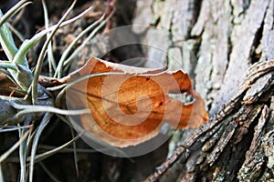 DRY FALLEN LEAF STUCK IN EPIPHYTE IN A TREE