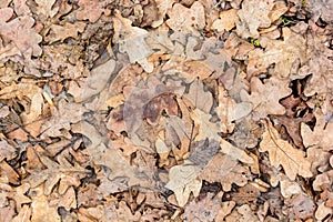 Dry fallen leaves