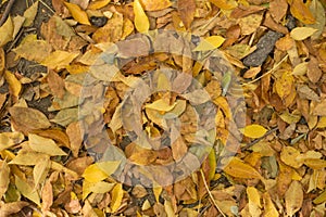 Dry fallen leaves covering the ground